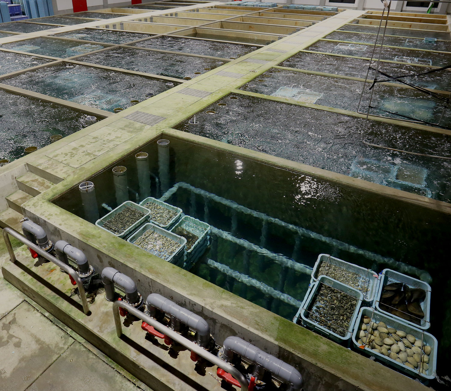 地下から汲み上げた清浄海水による減菌・砂抜きシステム